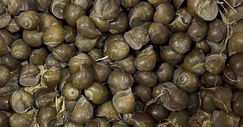 Boiling Snails How to eat boiled snails without increasing uric acid