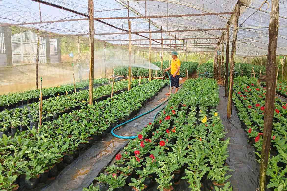 Dak Nong people take care of Tet flowers. Photo: Bao Lam