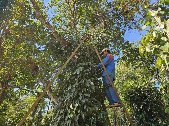 Kỳ vọng của nông dân Đắk Nông khi hồ tiêu tăng giá