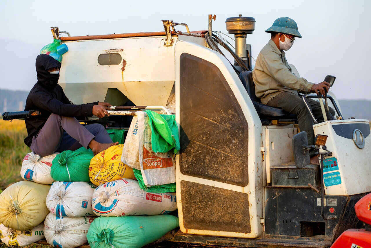 Tỉnh Hải Dương thực hiện các giải pháp để động viên, khuyến khích nông dân quay trở lại sản xuất nhằm giảm tình trạng bỏ ruộng. Ảnh: Mai Hương