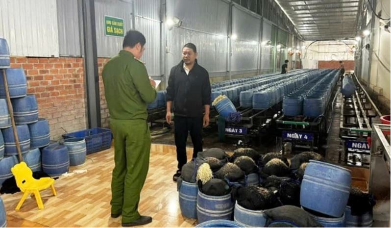 Police forces inspect a bean sprout production facility (in Buon Ma Thuot City, Dak Lak Province) soaked in banned substances. Photo: Anh Tai