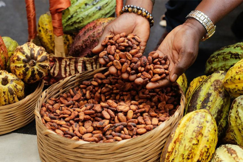 While Bitcoin has a 128% return, cocoa returns are up to 217% in 2024. Photo: Xinhua