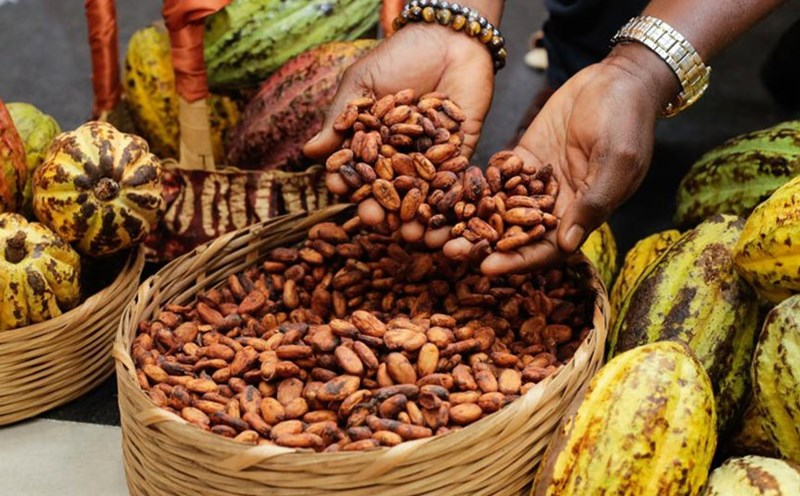 While Bitcoin has a 128% return, cocoa returns are up to 217% in 2024. Photo: Xinhua