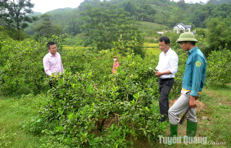 People in Minh Khuong commune (Ham Yen) borrowed money to change their jobs to grow four-season lemon trees to replace dead orange trees. Photo: Trang Tam