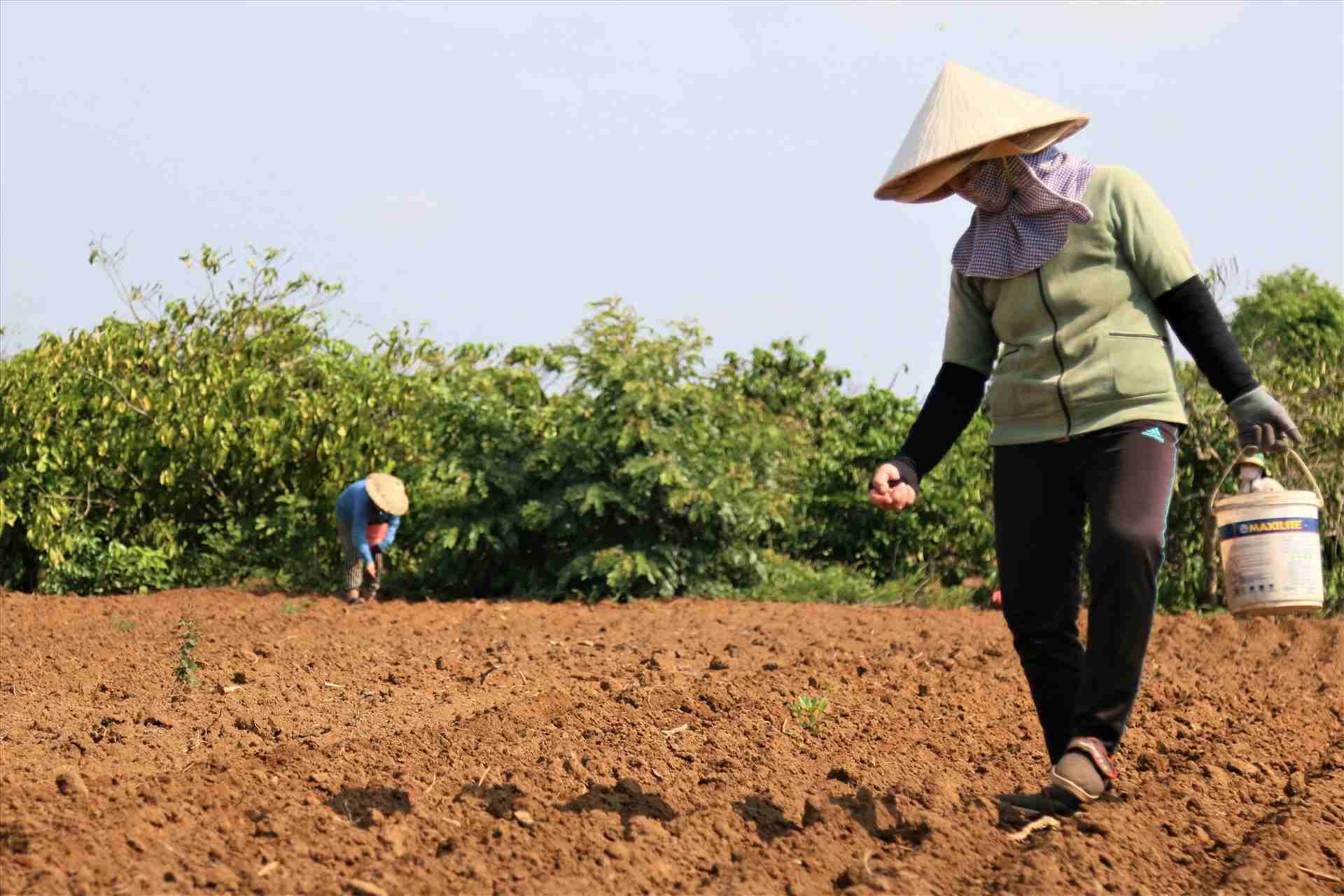 Nhieu nguoi nong dan cac tinh Tay Nguyen dang thieu dat canh tac, on dinh cuoc song. Anh: Bao Trung