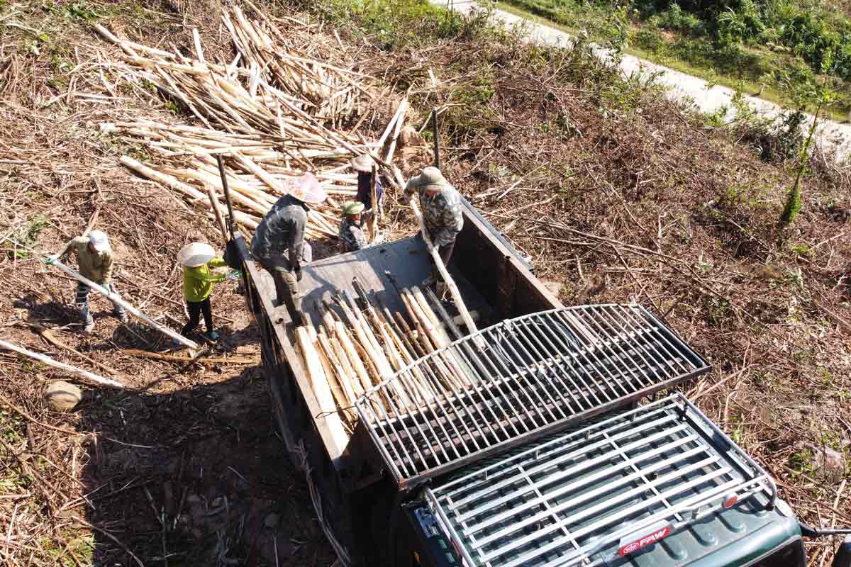 Harvesting damaged forests after storms in Binh Lieu district, Quang Ninh province. Photo: Doan Hung