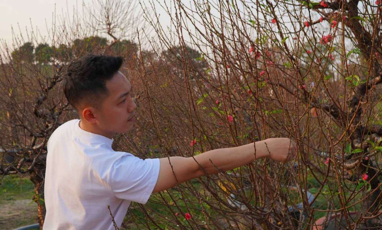 400 peach trees died, garden owner gritted his teeth and raised the price to make a profit. Photo: Viet Hoang