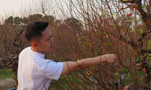 Chết 400 gốc đào, chủ vườn cắn răng nhích giá để có lãi. Ảnh: Việt Hoàng