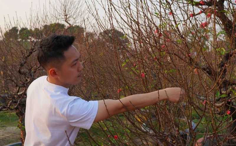 400 peach trees died, garden owner gritted his teeth and raised the price to make a profit. Photo: Viet Hoang