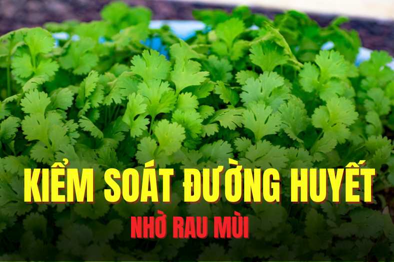 Coriander has the ability to effectively support blood sugar control. Graphics: Hai Ly