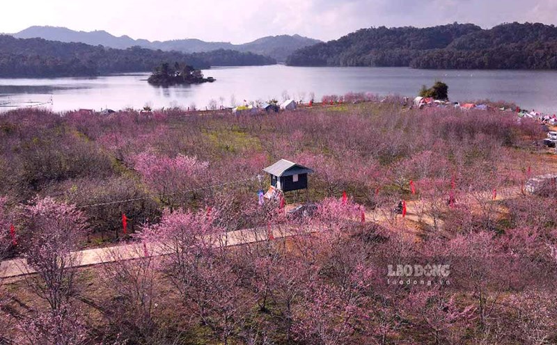 Cherry blossom island - a beautiful check-in spot in Dien Bien during the New Year. Photo: Thanh Binh