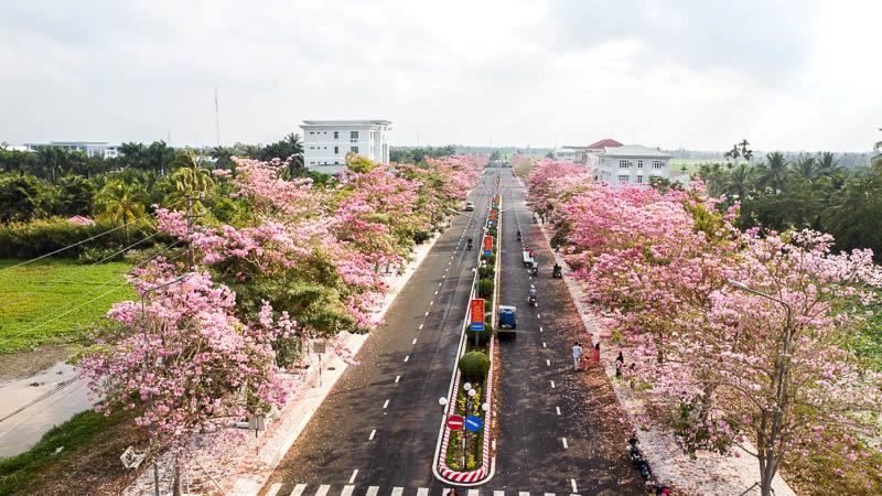 The road full of pink trumpet flowers has become a highlight for Chau Thanh district, Soc Trang province. Photo: Phuong Anh