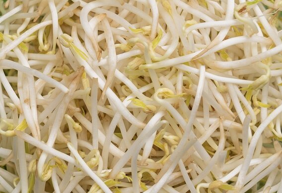 Eating bean sprouts properly will help you lose weight and reduce belly fat for Tet. Photo: Kieu Vu