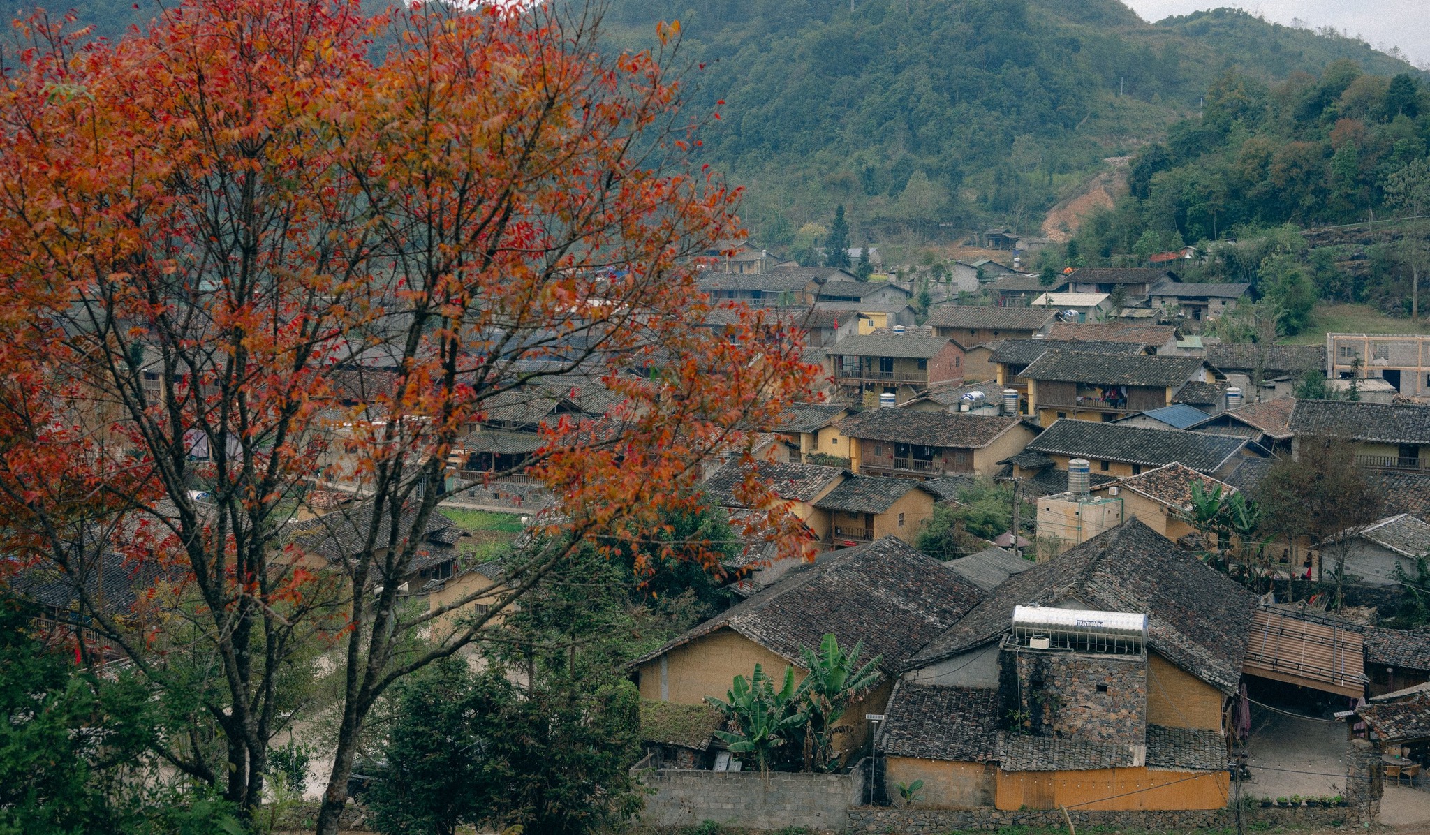 Nhung tan la do to diem cho ve dep yen binh vao mua dong o Lo Lo Chai.