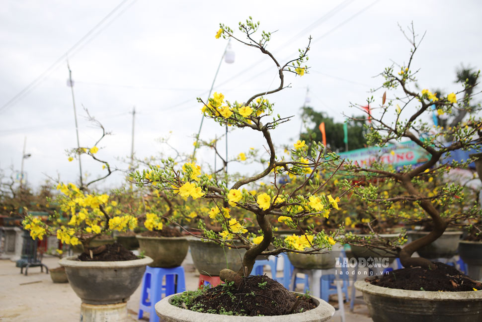 Tet is the time for yellow apricot blossoms in the central capital to bloom. Photo: Phuong Thao