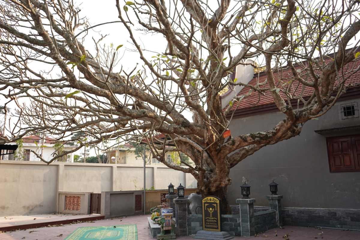 The banyan tree at An Da temple (Ngo Quyen district, Hai Phong) is more than 4 centuries old. Photo: Mai Dung