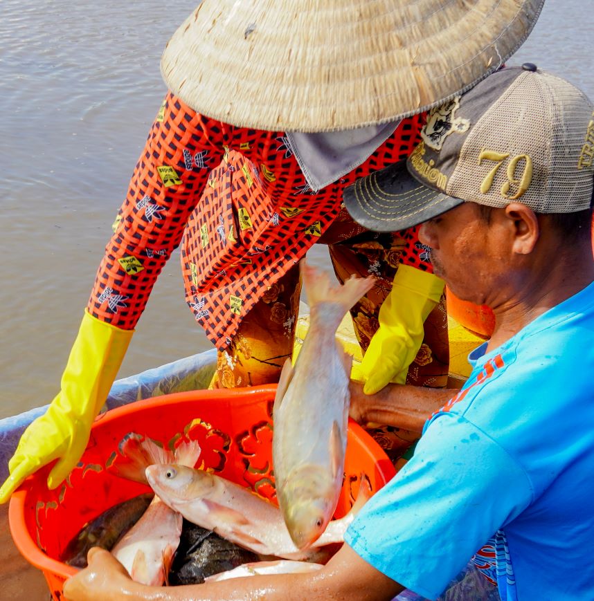 Nông dân vùng trũng kéo lưới thu cả tấn cá