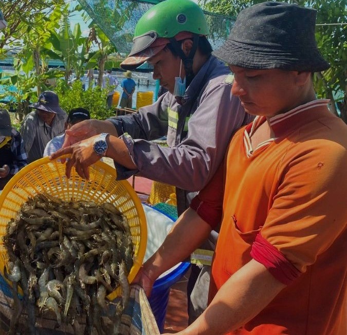 Thu hoạch tôm tại Cà Mau. Ảnh: Nhật Hồ