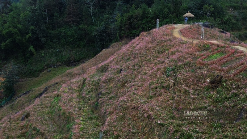 Hoa tam giac mach da tro thanh diem nhan, thu hut dong dao du khach den voi Ha Giang moi nam, dac biet la cac ban tre dam me kham pha. 