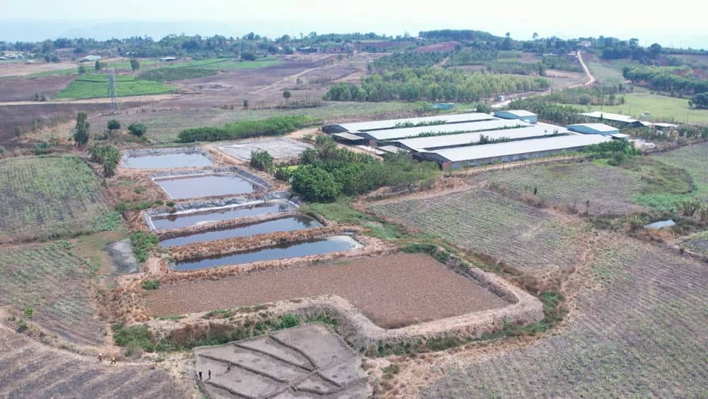 Kiểm soát nguồn nước thải, mùi hôi từ trại heo để hạn chế ảnh hưởng đến khu dân cư. Ảnh: Thanh Tuấn 