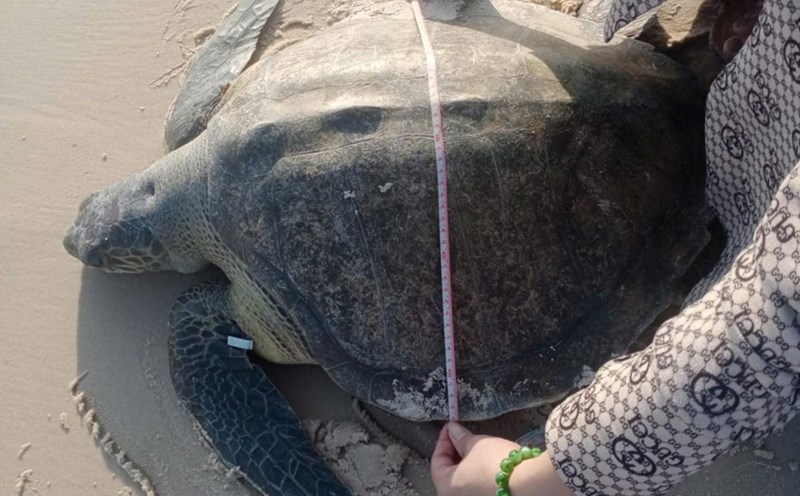 Rescued sea turtle. Photo: Nguyen Dong.
