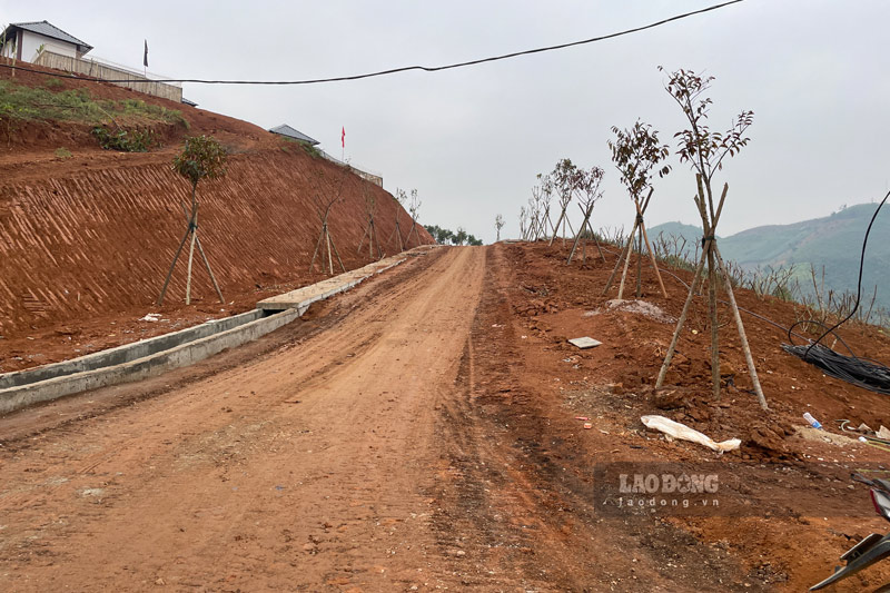 Nhung hang cay duoc trong tren cac loi di lan vao nha dan. Anh: Dinh Dai