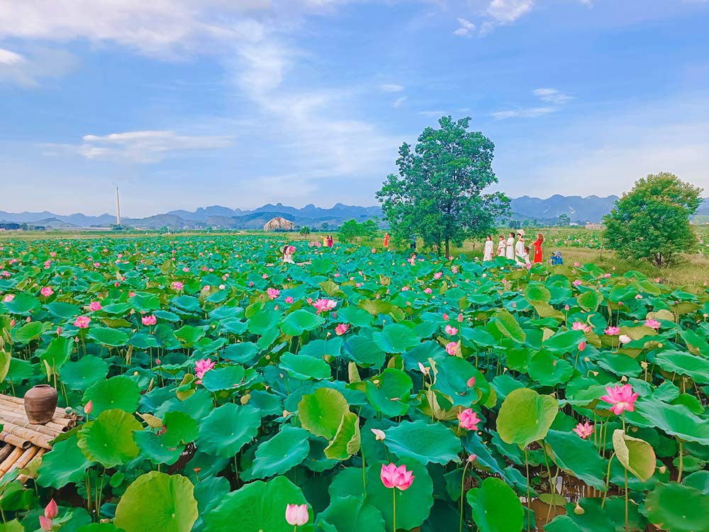 Dam sen xa An Phu rong gan 200 ha nam giua nui doi huyen My Duc, Ha Noi. Anh: UBND xa An Phu