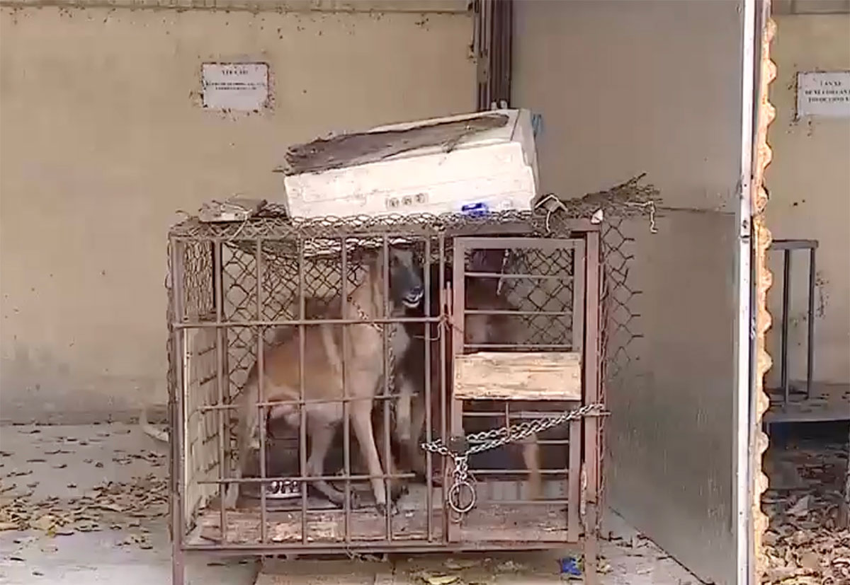 Two German Shepherd dogs bit a 5-year-old girl to death in Vinh Phuc. Photo: CACC