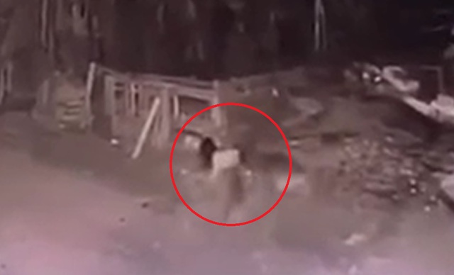 Hinh anh be gai 5 tuoi o Vinh Phuc dang choi dua thi bat ngo bi 2 con cho nuoi tha rong lao den tan cong. Anh clip cua nguoi dan