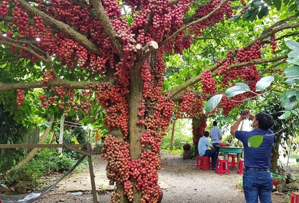 Phú Yên gỡ vướng cho du lịch nông thôn phát triển