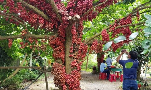 Tham quan các vườn cây đỏ ở cao nguyên Vân Hòa, Phú Yên là sản phẩm du lịch cộng đồng thu hút du khách thời gian qua. Ảnh: Sở NN&PTNN Phú Yên