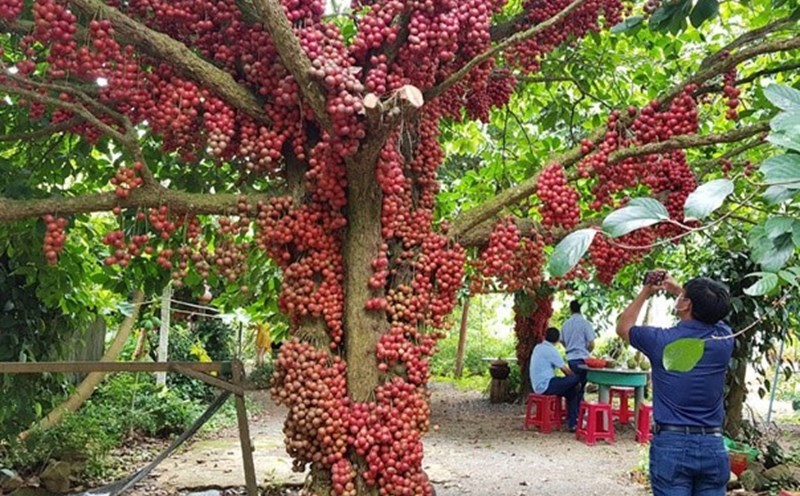 Visiting red tree gardens in Van Hoa plateau, Phu Yen is a community tourism product that has attracted tourists recently. Photo: Department of Agriculture and Rural Development of Phu Yen