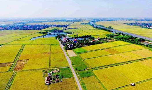 Nhiều rủi ro khi mua gom đất nông nghiệp chờ lên thổ cư