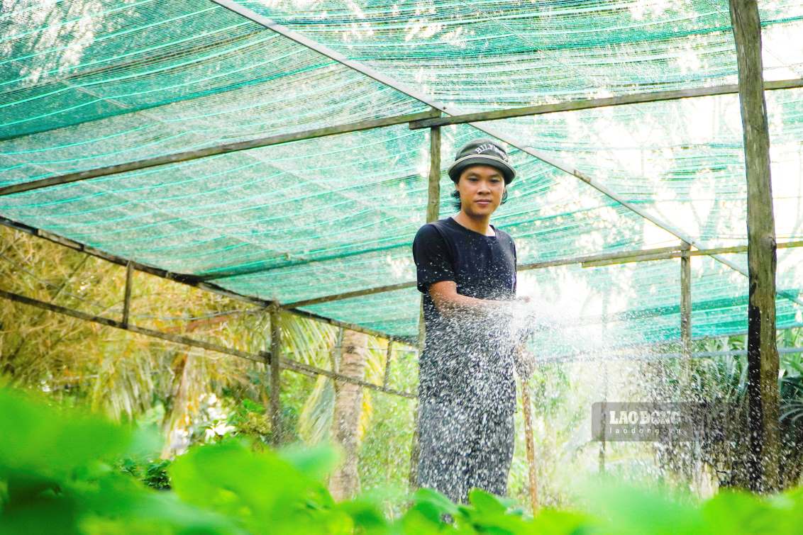 Dong hoa nhiet doi nay co the cho hoa quanh nam. Cai vuot troi cua no la hoa chiu duoc nhiet do len den 40 do C (trong thoi gian ngan), luong nhiet vuot troi lon so voi cac loai cam tu cau khac.