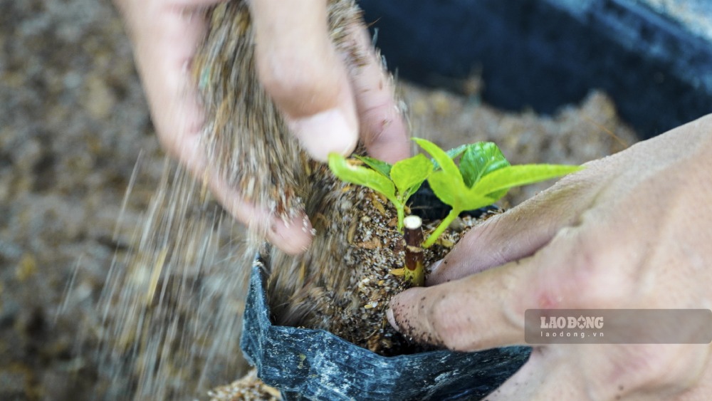 Tung co khach o nuoc ngoai dat mua nhung khau van chuyen minh chua on nen hao hut phai tam dung. Rieng dip tet nam nay thi vuon cung chuan bi 1 so luong cay hoa cho khach da dat hang truoc, con lai khoang 400 chau co the ban tai cho. 