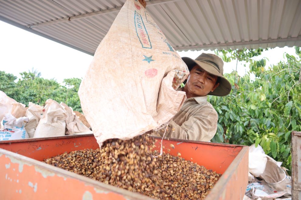 Nam nay, ca phe bi mat mua do anh huong cua han han. Anh: Thanh Quynh