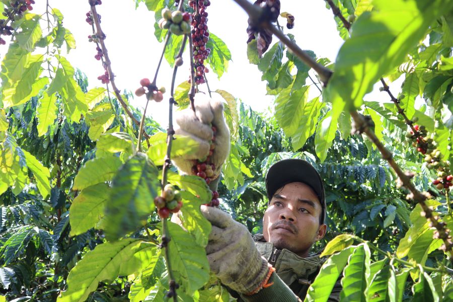 Coffee price increase makes farmers happy. Photo: Thanh Quynh