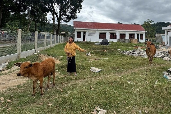 Người nông dân ở huyện Krông Nô nuôi bò, phát triển bền vững kinh tế hộ gia đình. Ảnh: Bảo Trung