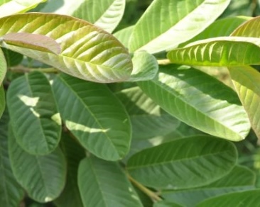 This type of leaf is effective for diabetes but you should consult your doctor before using it. Photo: Kieu Vu