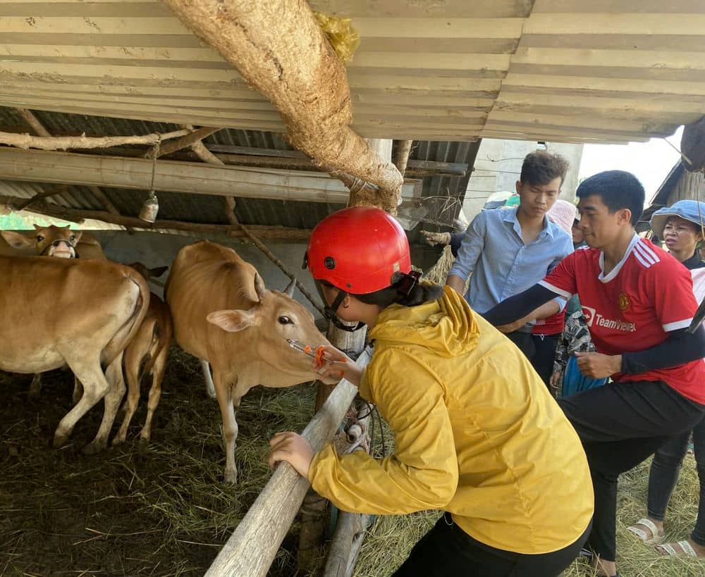Authorities organize vaccination of livestock for poor people in Lak district. Photo: Tra My