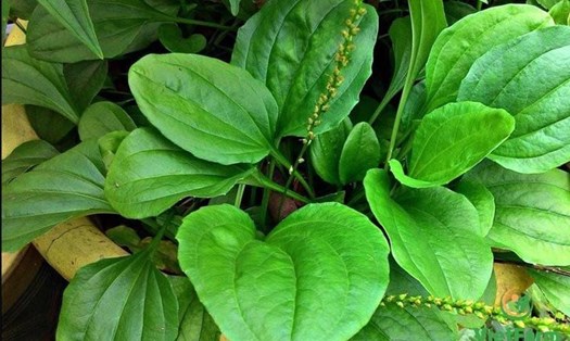 Nước mã đề không chỉ là một thức uống thanh nhiệt lý tưởng mà còn mang lại nhiều lợi ích sức khỏe như hỗ trợ bài tiết, kiểm soát đường huyết. Ảnh: Adobe stock.