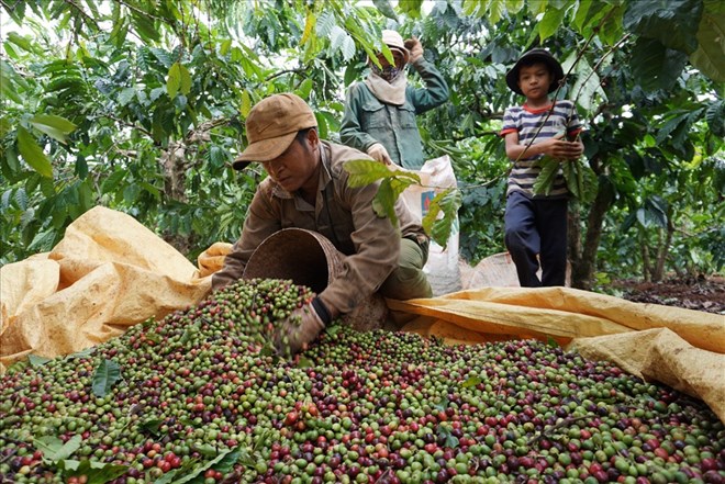 Coffee price today December 8: Unexpected developments. Photo: Thanh Tuan