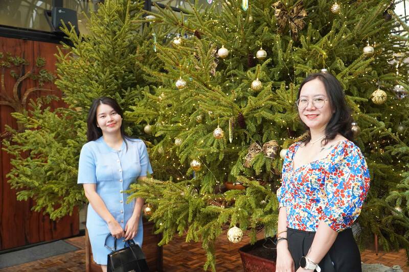 Fresh pine trees for sale in HCMC. Photo: Ngoc Le
