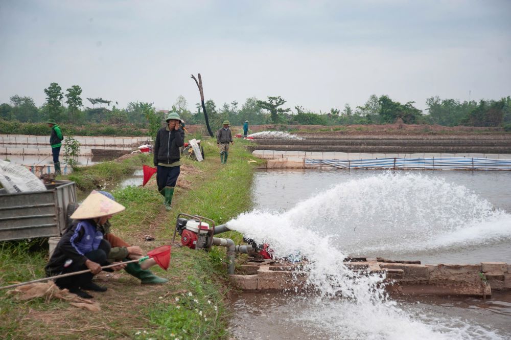 People in Thuy Viet commune (Thai Thuy district, Thai Binh province) take advantage of the time to pump water into their fields to harvest the last-season ruoi. Photo: Nam Hong