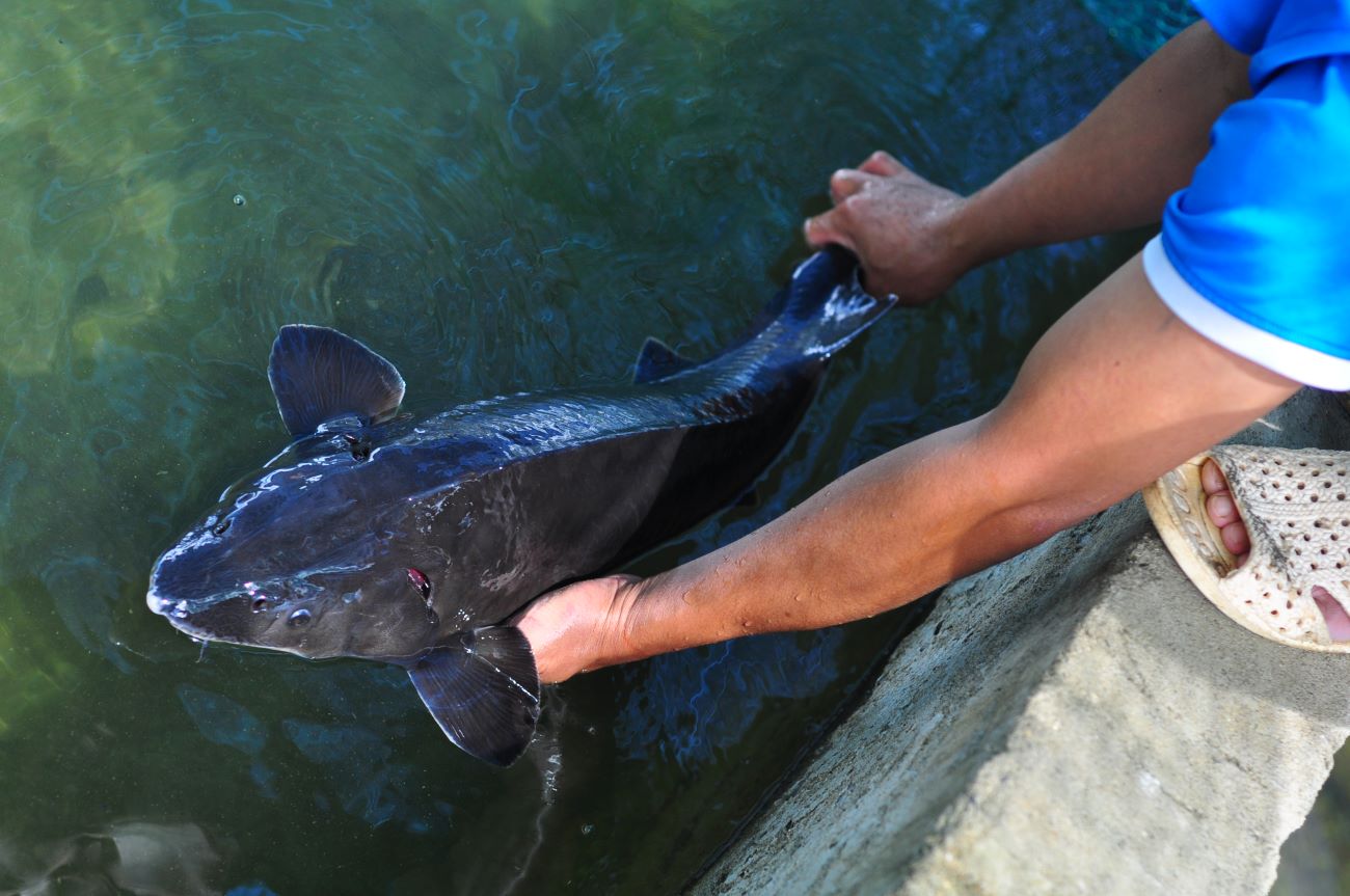 After 12 months of farming, each sturgeon weighs from 2 to 2.4 kg and is sold at a stable commercial price of 180,000 to 220,000 VND/kg. Photo: Dinh Quang