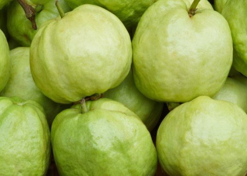 Guava is known for its ability to naturally lower blood sugar. Photo: Kieu Vu.