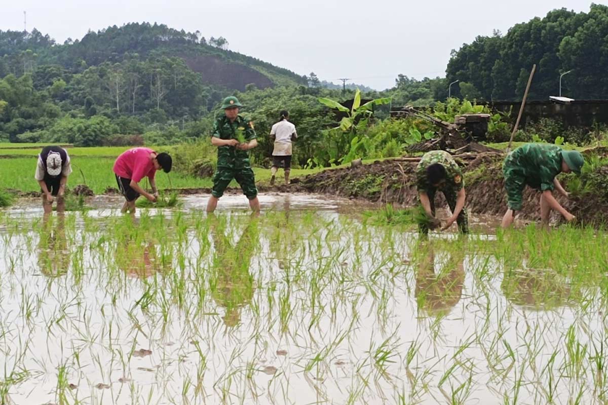 Officers and soldiers of Bac Son Border Guard Station help people plant rice. Photo: Huu Viet