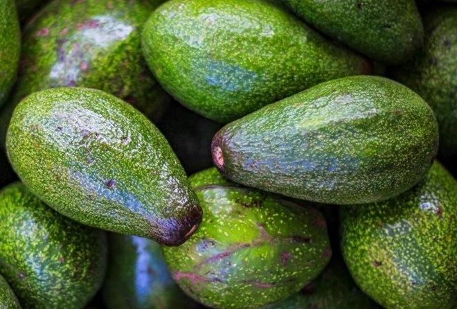 Avocado is good for the brain. Photo: Nghia Thanh