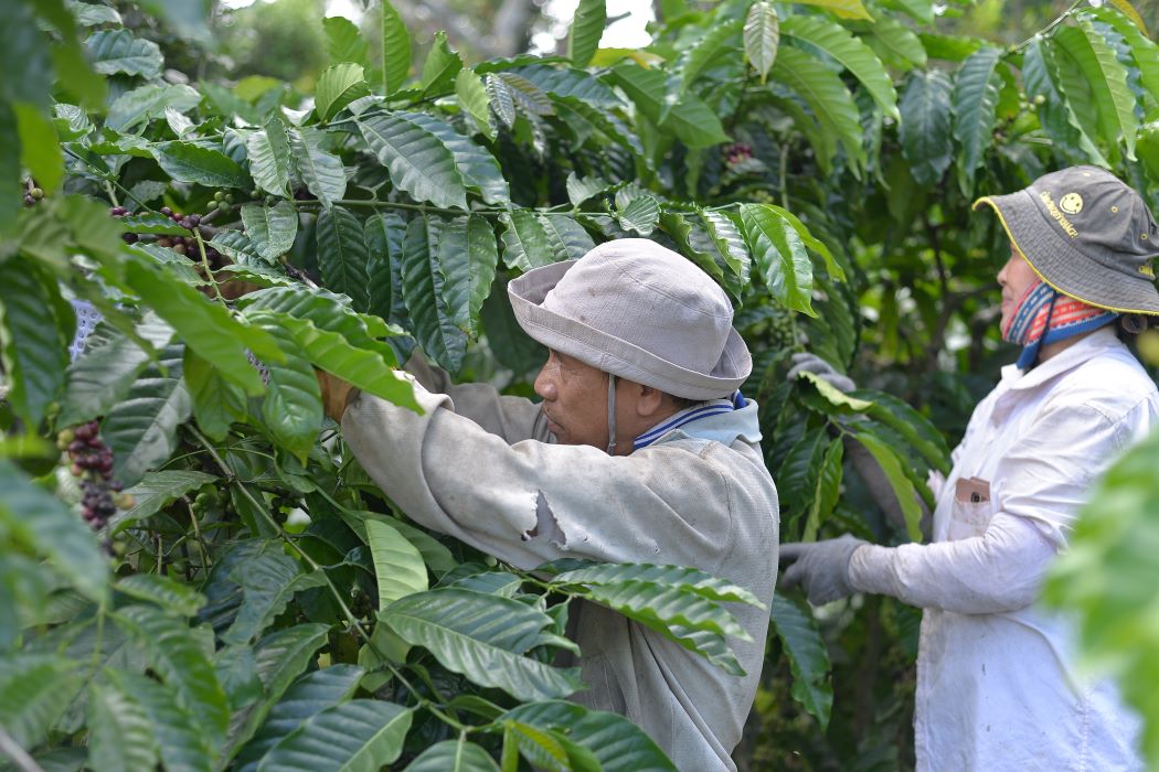 Nguoi dan Lam Dong vui mung vi gia ca phe nam nay tang cao. Anh: Dinh Quang