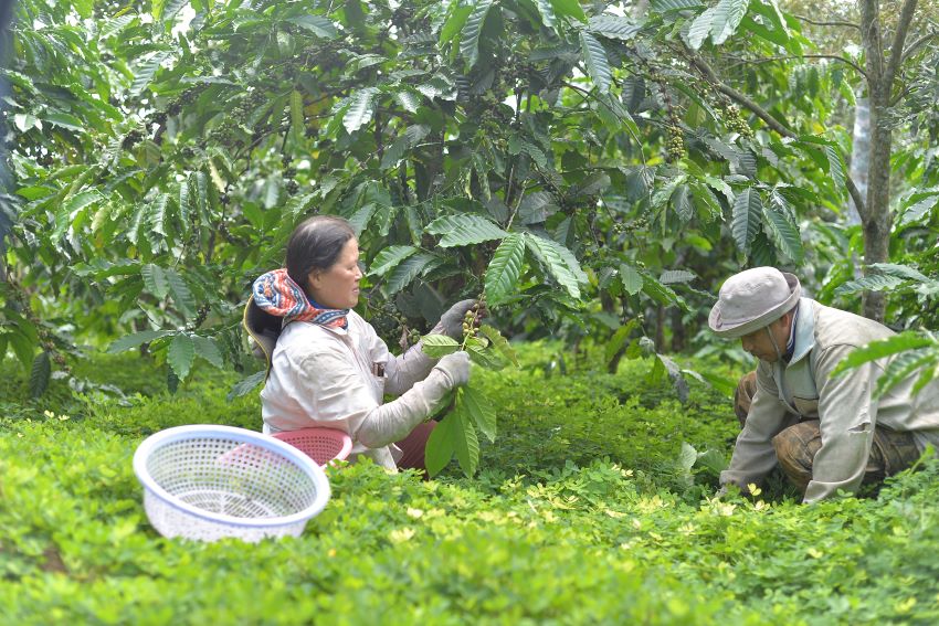 Lam Dong people harvest coffee. Photo: Dinh Quang